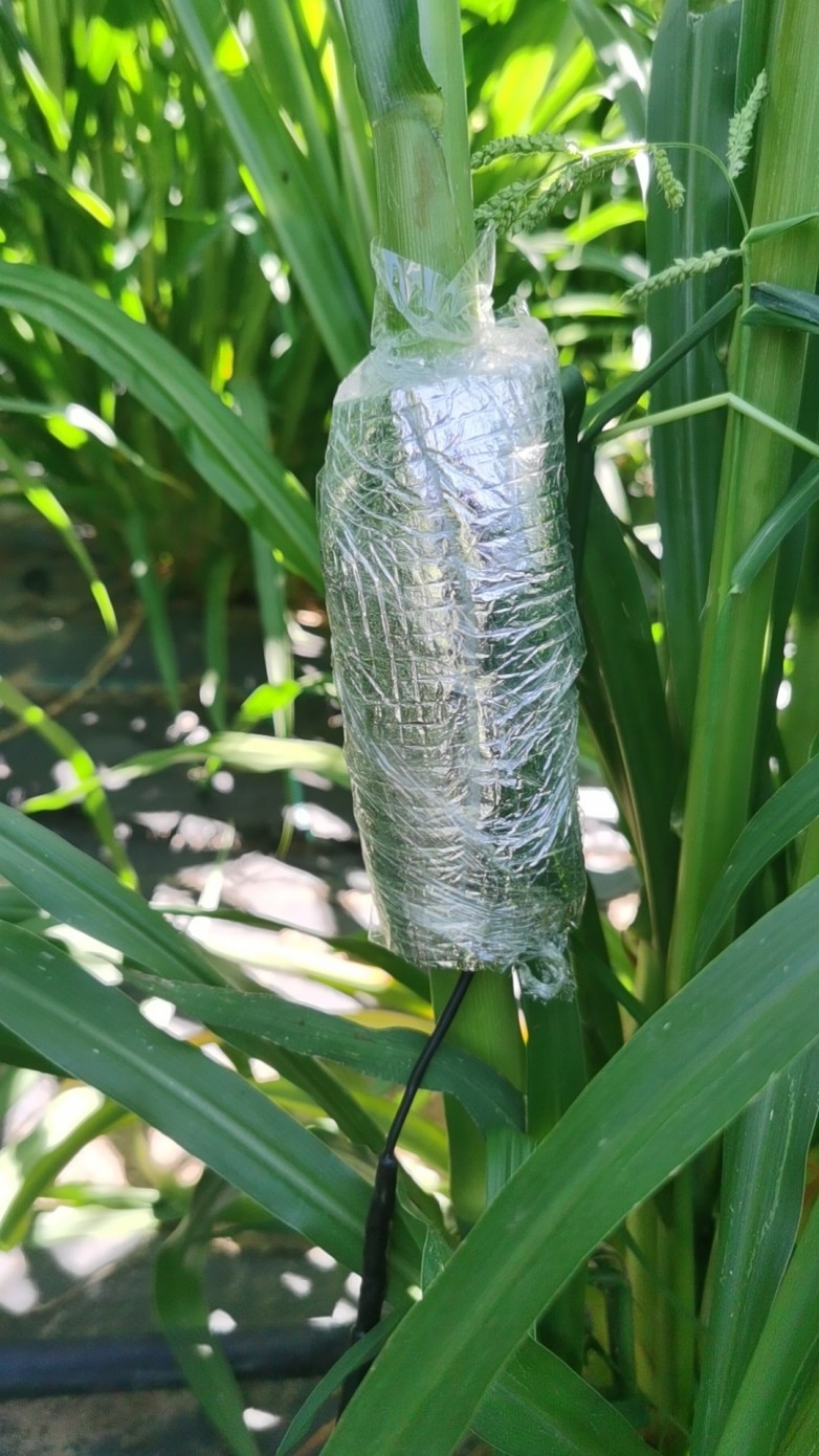 包裹式植物液流監測系統